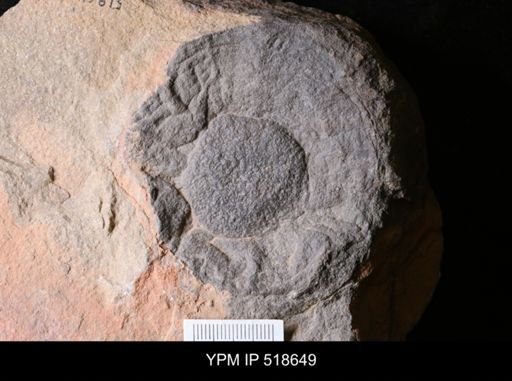 Problematica
