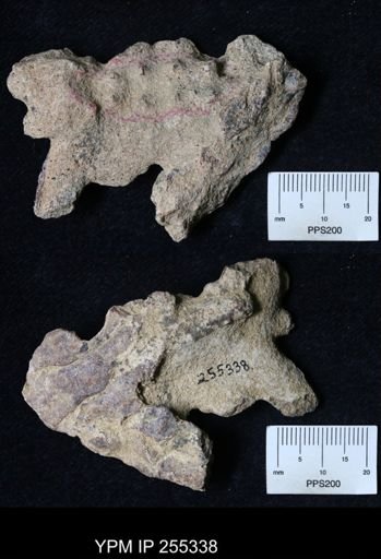 Pacifastacus chenoderma