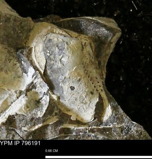 Nuculana (Jupiteria) sp.