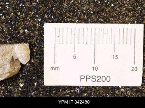 undet. Scaphitidae
