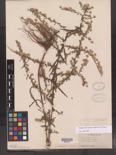 Symphyotrichum racemosum