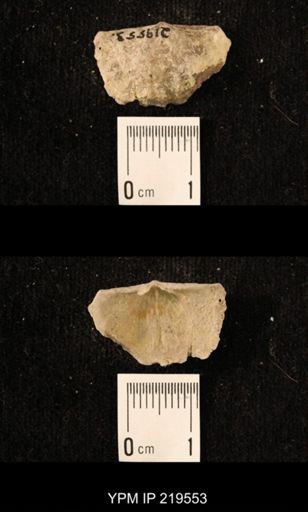 Chonetes granulifer