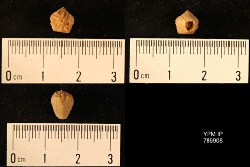 Heteroschisma sp.