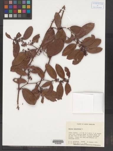Smilax laurifolia