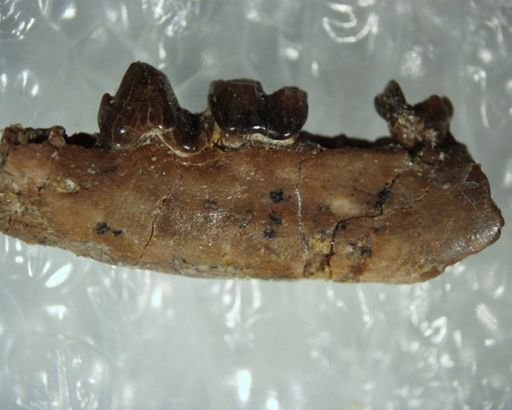 Adapisoricidae sp.