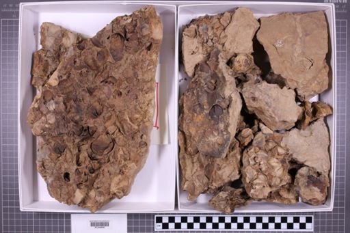 mixed taxa, stratigraphic collection