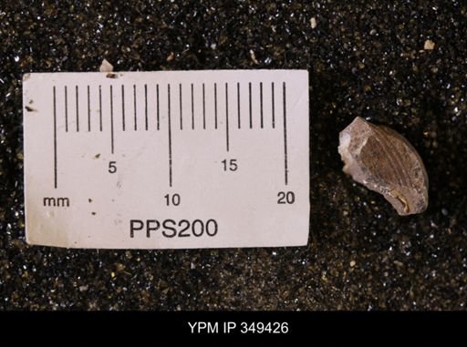 Limopsis striatopunctatus