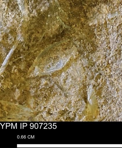 undet. Mollusca