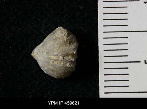 Wellerella osagensis