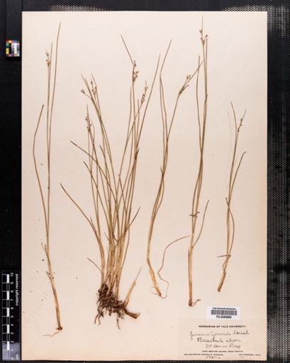 Juncus gerardii