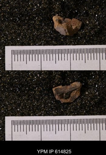 Belemnites sp.