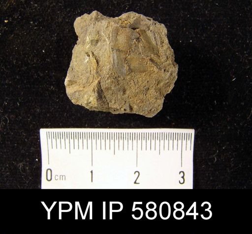 undet. Linguloidea