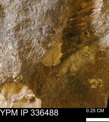 undet. Mollusca