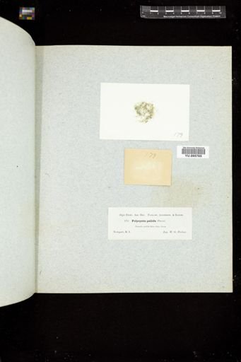 Polycystis pallida