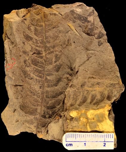 Cladophlebis sp.