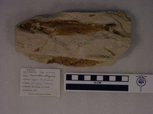 Spaniodon elongatus