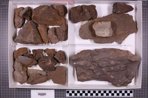 mixed taxa, stratigraphic collection