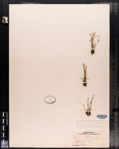 Juncus bufonius