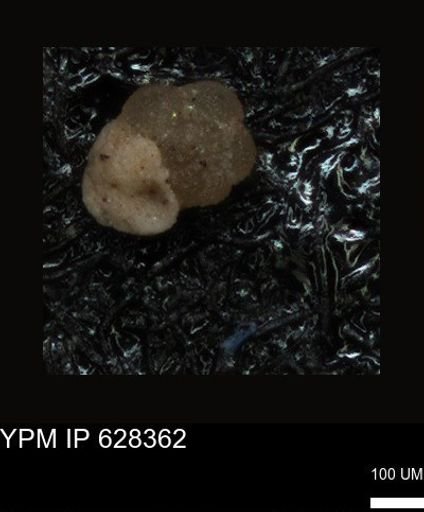 undet. Foraminiferida