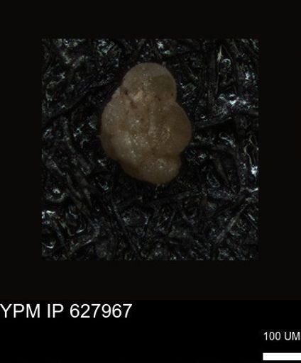 undet. Foraminiferida