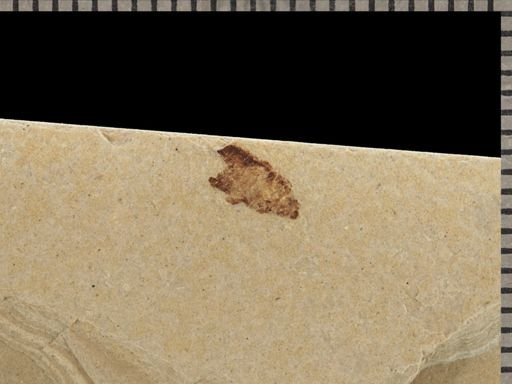 undet. Coleoptera