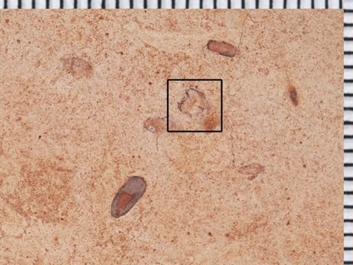 undet. Coleoptera