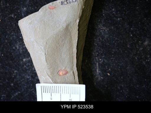 Chelicerata