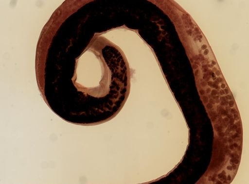 Rhabdias bufonis