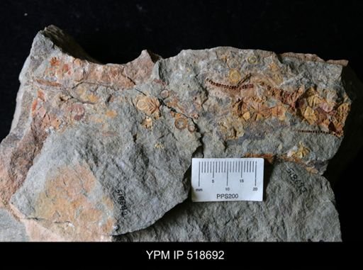 Macrocystella sp.