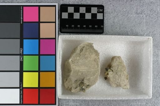 Hyaenodon?