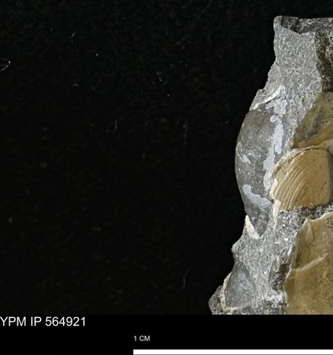 undet. Bivalvia