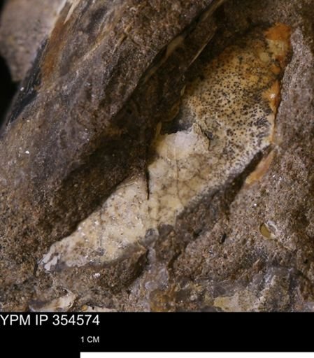 Pseudoptera subtortuosa