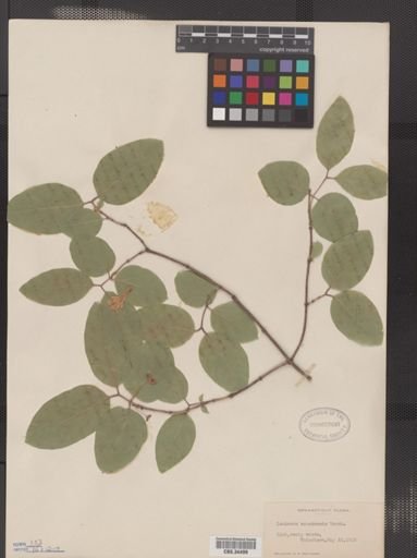 Lonicera canadensis