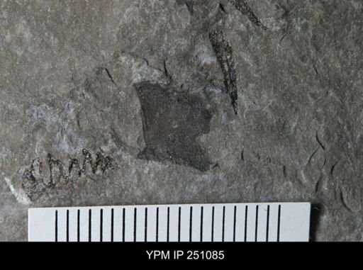 undet. Eurypterida
