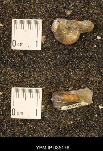 Discoscaphites rossi