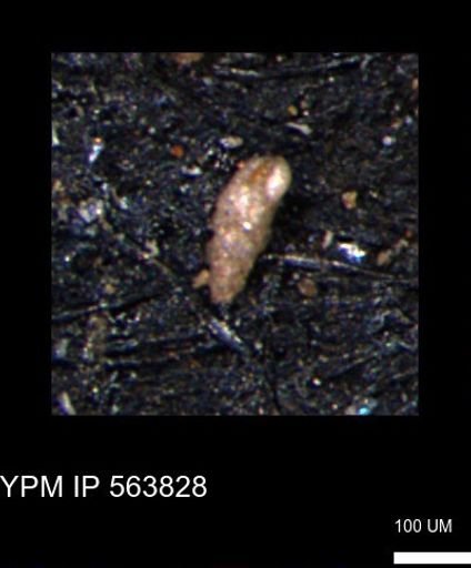 Verneuilinoides kansasensis