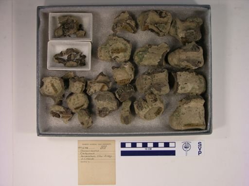 Thoracosaurus