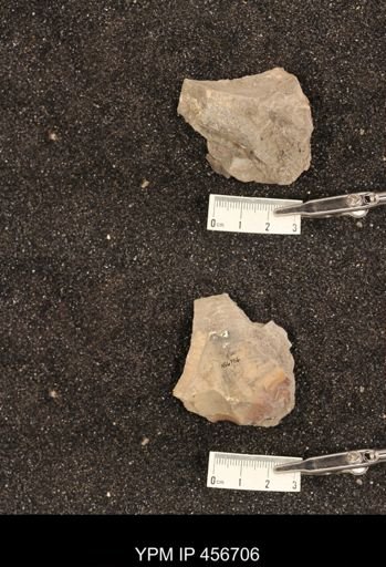 Scaphites ventricosus stantoni