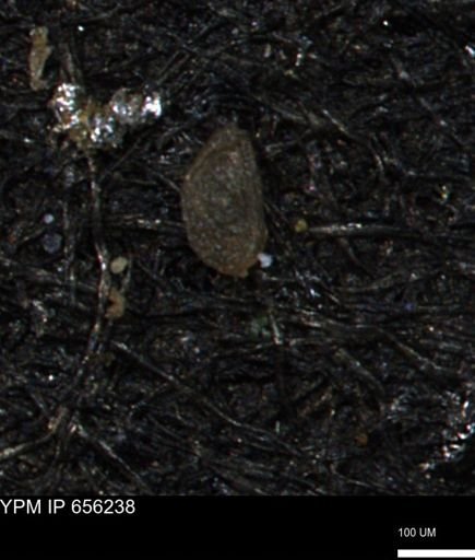 Spirolocammina subcircularis