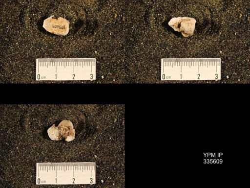 Linoproductus cora