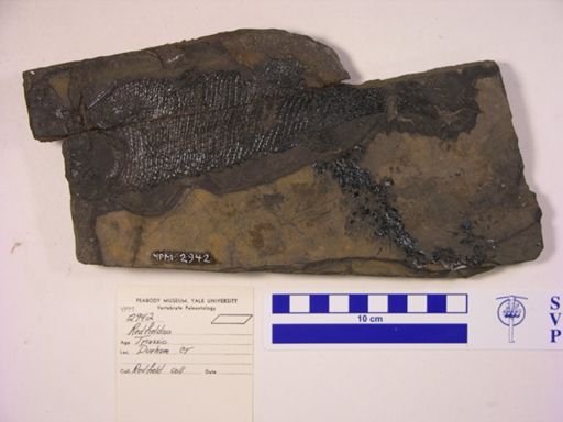 Redfieldia gracilis