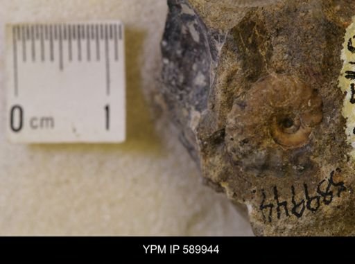 Hoploscaphites comprimus