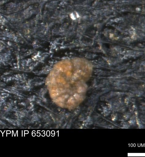 Haplophragmoides uniorbis