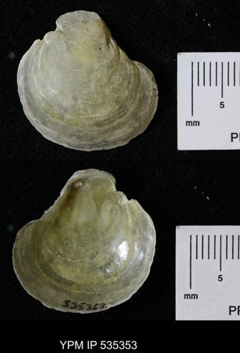 Anomia glabra