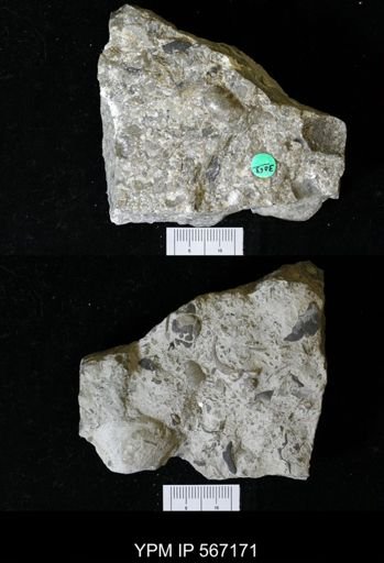 Calymene niagarensis