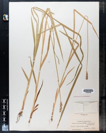 Carex laevivaginata