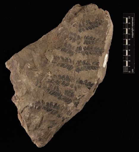 Cladophlebis nebbensis