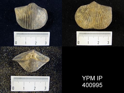 Hebertella occidentalis sinuata