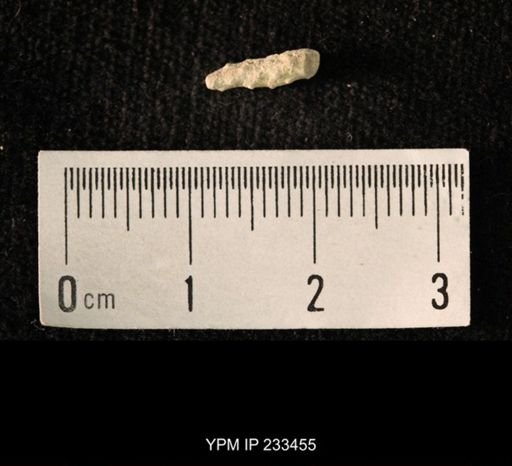 Archaeocidaris sp.