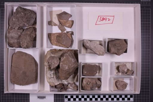 mixed taxa, stratigraphic collection